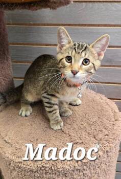 Madoc -  Domestic Short Hair Cat for Adoption in Sidney, Ohio - Madoc | PetCurious