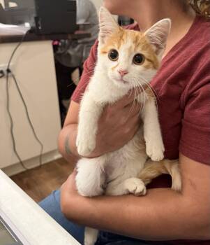 Lancelot -  Domestic Short Hair Cat for Adoption in Camden, South Carolina - Lancelot | PetCurious