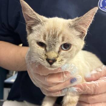 Snowbird -  Siamese Cat for Adoption in Newark, New Jersey - Snowbird | PetCurious