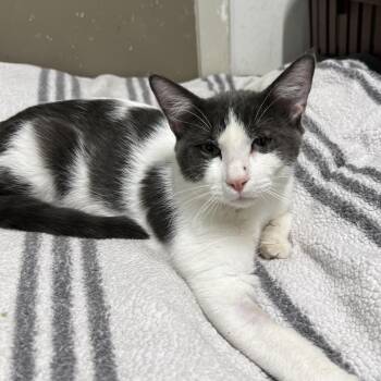 Rescue Domestic Short Hair Cats for Adoption in Spencer, Iowa - Eddy (Bonded W/ Fred) | PetCurious