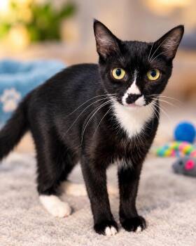 Lucy -  Domestic Short Hair Cat for Adoption in Scottsdale, Arizona - Lucy | PetCurious