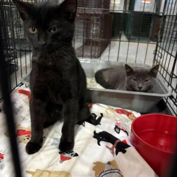 6. Acorn Roswell -  Domestic Short Hair Cat for Adoption in Denver, Colorado - 6. Acorn Roswell | PetCurious