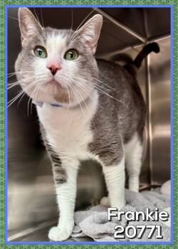 FRANKIE -  Domestic Short Hair Cat for Adoption in Marietta, Georgia - FRANKIE | PetCurious