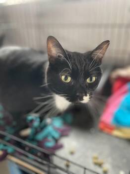 Kona -  Domestic Short Hair Cat for Adoption in Ogden, Utah - Kona | PetCurious