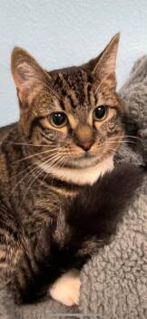 Domestic Medium Hair Cats Available for Adoption - Naughty Aka Thumbelina | PetCurious