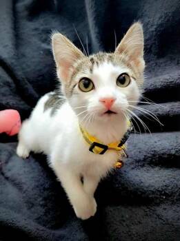 Rescue Turkish Van Cats for Adoption in Calimesa, California - Wonton | PetCurious