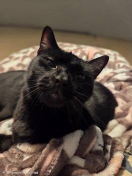 Domestic Short Hair Cats Available for Adoption in Blairsville, Georgia - Hei-Hei | PetCurious