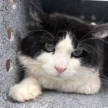 Honey -  Domestic Short Hair Cat for Adoption in Reno, Nevada - Honey | PetCurious