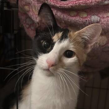 Maple -  Domestic Short Hair Cat for Adoption in Farmington, Minnesota - Maple | PetCurious