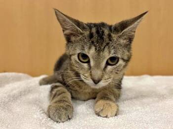 Rescue Domestic Short Hair Cats for Adoption in Brentwood, Missouri - HALLOUMI | PetCurious