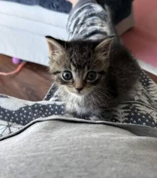 Mouse -  Domestic Short Hair Cat for Adoption in Wyoming, Michigan - Mouse | PetCurious