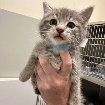 Sharky -  Domestic Short Hair Cat for Adoption - Sharky | PetCurious