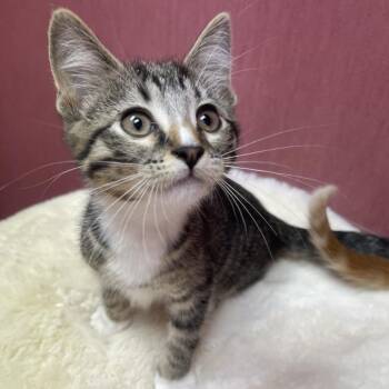 Domestic Short Hair Cats Available for Adoption in Lenexa, Kansas - Elizabeth | PetCurious