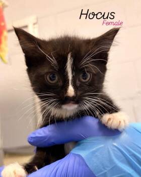Hocus -  Domestic Short Hair Cat for Adoption in Rock Hill, New York - Hocus | PetCurious