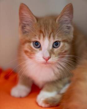 Jethro -  Domestic Short Hair Cat for Adoption in Pequot Lakes, Minnesota - Jethro | PetCurious