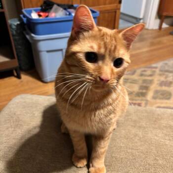 Eugene -  Domestic Short Hair Cat for Adoption in Lynchburg, Virginia - Eugene | PetCurious