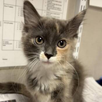 Eva -  Domestic Long Hair Cat for Adoption in Yuma, Arizona - Eva | PetCurious