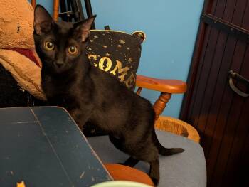 Larissa -  Domestic Short Hair Cat for Adoption in Oviedo, Florida - Larissa | PetCurious