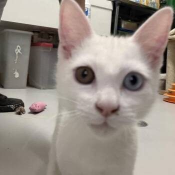 Bongo Dave -  Domestic Short Hair Cat for Adoption in Driggs, Idaho - Bongo Dave | PetCurious