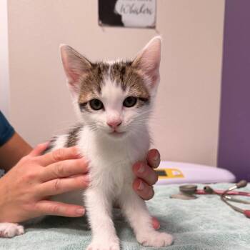 Tessa -  Domestic Short Hair Cat for Adoption in Englewood, Florida - Tessa | PetCurious