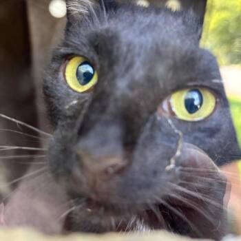 Frisco -  Domestic Short Hair Cat for Adoption in Greensboro, North Carolina - Frisco | PetCurious