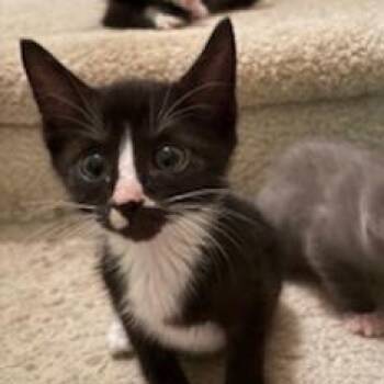 Rescue Domestic Short Hair Cats for Adoption in Denver, North Carolina - Half Stache | PetCurious