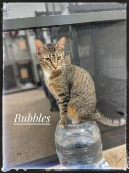 Rescue Tabby Cats for Adoption in Sebring, Florida - Bubbles | PetCurious