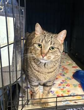 Tabby Cats Available for Adoption in Muncie, Indiana - Twix | PetCurious