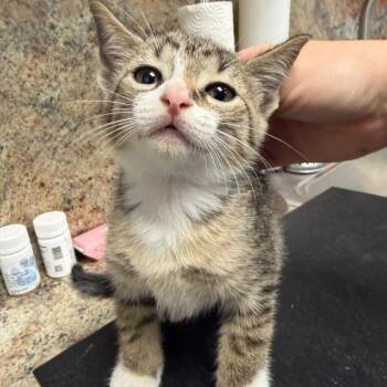 Huckleberry -  Domestic Short Hair Cat for Adoption in Dickinson, Texas - Huckleberry | PetCurious