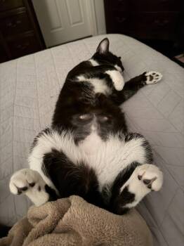 Gloria -  Domestic Short Hair Cat Available for Adoption in Mckinney, Texas - Gloria | PetCurious