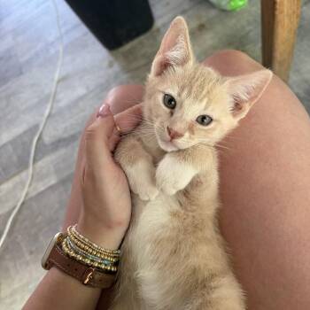 Domestic Short Hair Cats Available for Adoption in Bel Air, Maryland - Red Balloons | PetCurious
