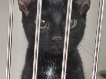 Domestic Short Hair Cats Available for Adoption in Kent, Washington - BONES | PetCurious