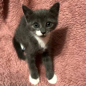 Inky -  Domestic Short Hair Cat for Adoption in Columbia, South Carolina - Inky | PetCurious