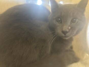 Russian Blue Cats Available for Adoption - A252158 | PetCurious