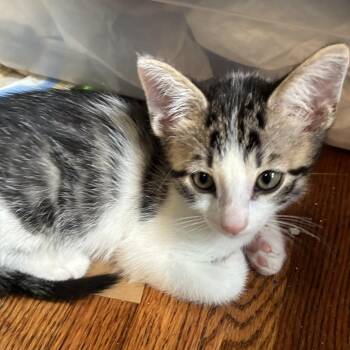 Raphael -  Domestic Short Hair Cat for Adoption in New York, New York - Raphael | PetCurious