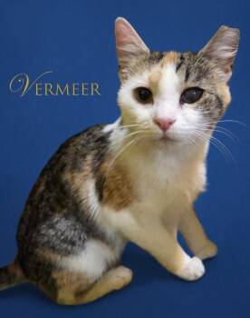 Domestic Short Hair Cats Available for Adoption in Rutherfordton, North Carolina - Vermeer | PetCurious