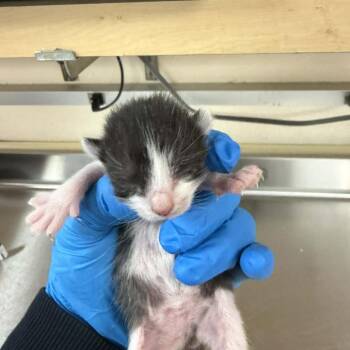 Max Verstappen -  Domestic Short Hair Cat for Adoption in Reno, Nevada - Max Verstappen | PetCurious