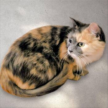 Rescue Dilute Tortoiseshell Cats for Adoption in NEW PT RICHEY, Florida - Guinevere | PetCurious
