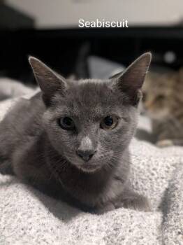 Sea Biscuit -  Russian Blue and Tabby Cat for Adoption in Ruskin, Florida - Sea Biscuit | PetCurious