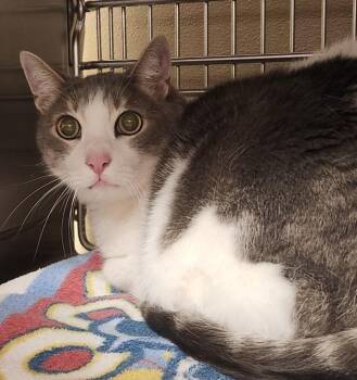 Atticus -  Domestic Short Hair Cat for Adoption in Vancouver, Washington - Atticus | PetCurious