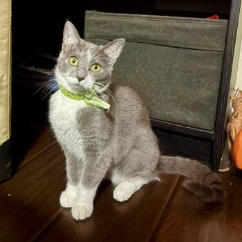 Marge -  Domestic Short Hair Cat for Adoption in Baytown, Texas - Marge | PetCurious