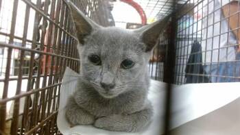 MISU -  Domestic Short Hair Cat for Adoption in Doral, Florida - MISU | PetCurious