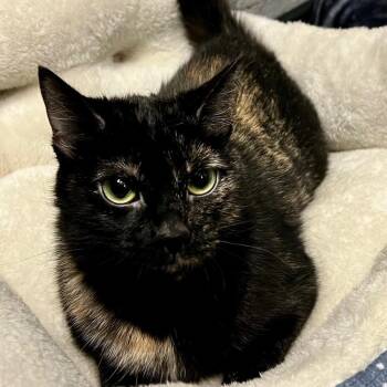 Domestic Short Hair Cats Available for Adoption - Cruella | PetCurious