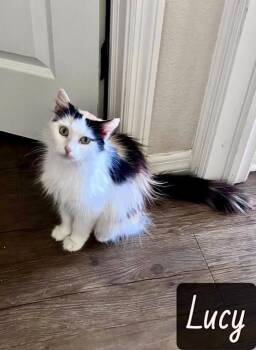 Lucy -  Domestic Long Hair Cat for Adoption in Englewood, Florida - Lucy | PetCurious