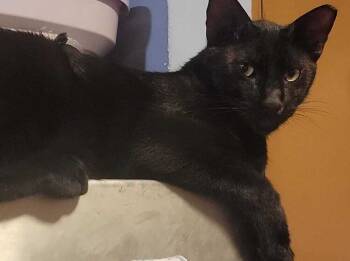 Rescue Domestic Short Hair Cats for Adoption in Naranjito, Naranjito - Shadow | PetCurious