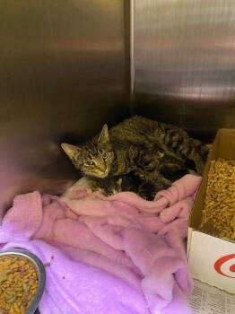 Zeniba -  Domestic Short Hair Cat for Adoption in Jackson, Tennessee - Zeniba | PetCurious
