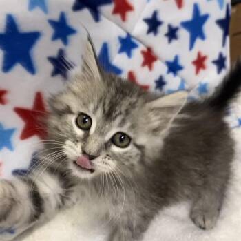 A610953 -  Domestic Long Hair Cat for Adoption in Modesto, California - A610953 | PetCurious