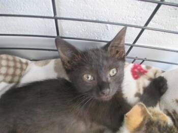 A385267 -  Domestic Short Hair Cat for Adoption in Ocala, Florida - A385267 | PetCurious