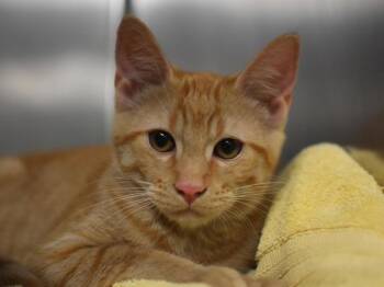 Camp Fire -  Domestic Short Hair Cat for Adoption in Portland, Oregon - Camp Fire | PetCurious