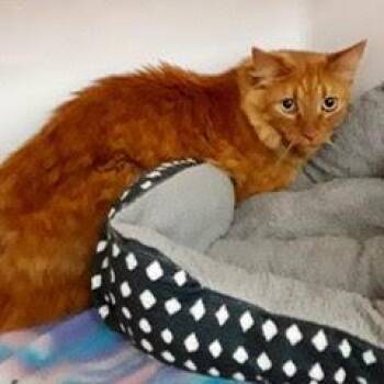 Rescue Tabby Cats for Adoption in Green Valley, Arizona - Rocky | PetCurious